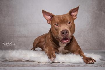 images/HundeStudio/thumbs/DSC_3469.jpg