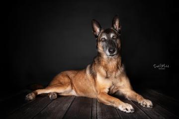 images/HundeStudio/thumbs/DSC_3470.jpg