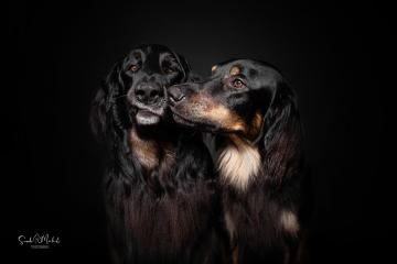 images/HundeStudio/thumbs/DSC_3472.jpg