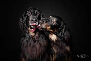 images/HundeStudio/thumbs/DSC_3474.jpg