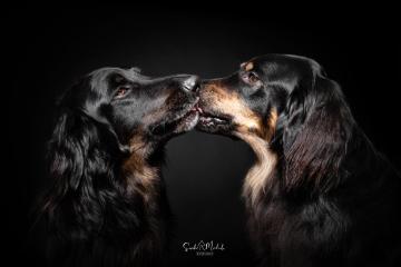 images/HundeStudio/thumbs/DSC_3476.jpg