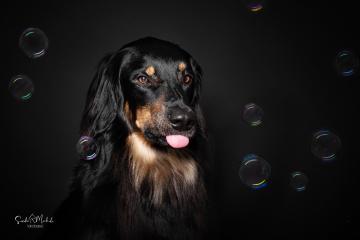 images/HundeStudio/thumbs/DSC_3477.jpg
