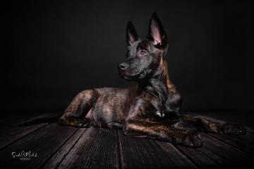 images/HundeStudio/thumbs/DSC_3479.jpg