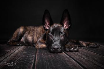 images/HundeStudio/thumbs/DSC_3480.jpg