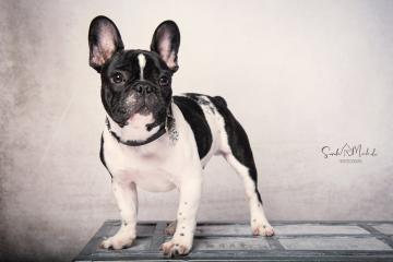 images/HundeStudio/thumbs/DSC_3482.jpg