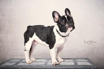 images/HundeStudio/thumbs/DSC_3483.jpg