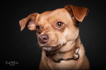 images/HundeStudio/thumbs/DSC_3484.jpg