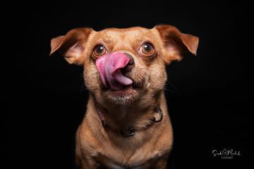 images/HundeStudio/thumbs/DSC_3485.jpg