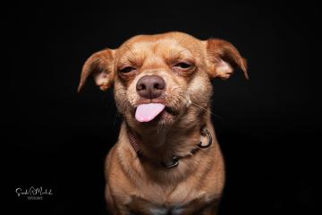 images/HundeStudio/thumbs/DSC_3486.jpg