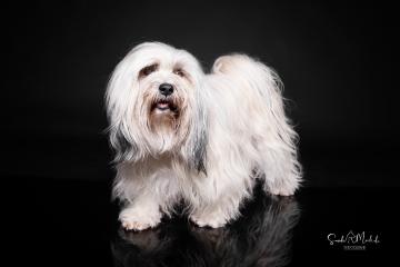images/HundeStudio/thumbs/DSC_3487.jpg