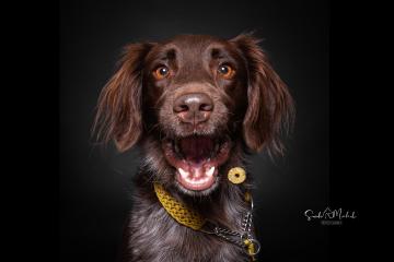 images/HundeStudio/thumbs/DSC_3488.jpg