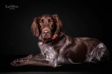 images/HundeStudio/thumbs/DSC_3489.jpg