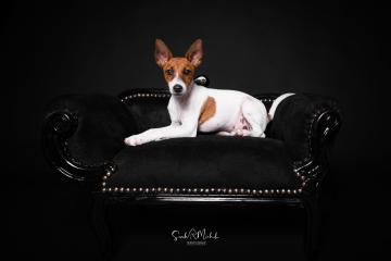 images/HundeStudio/thumbs/DSC_3490.jpg