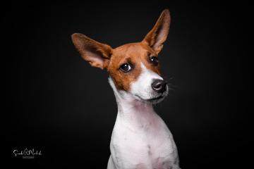 images/HundeStudio/thumbs/DSC_3491.jpg