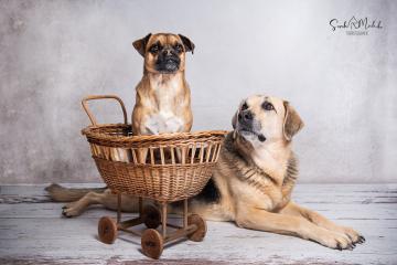 images/HundeStudio/thumbs/DSC_3492.jpg