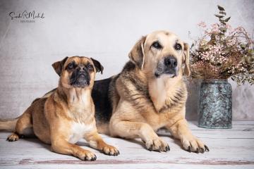 images/HundeStudio/thumbs/DSC_3493.jpg