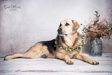 images/HundeStudio/thumbs/DSC_3494.jpg