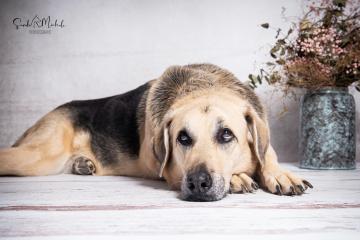 images/HundeStudio/thumbs/DSC_3495.jpg