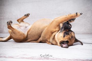 images/HundeStudio/thumbs/DSC_3496.jpg