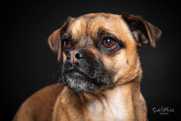 images/HundeStudio/thumbs/DSC_3497.jpg