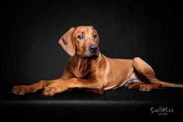images/HundeStudio/thumbs/DSC_3500.jpg