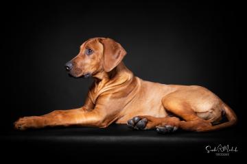images/HundeStudio/thumbs/DSC_3501.jpg