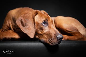 images/HundeStudio/thumbs/DSC_3502.jpg