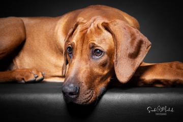 images/HundeStudio/thumbs/DSC_3503.jpg