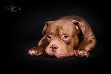 images/HundeStudio/thumbs/DSC_3505.jpg
