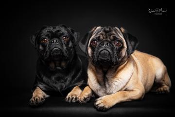 images/HundeStudio/thumbs/DSC_3509.jpg
