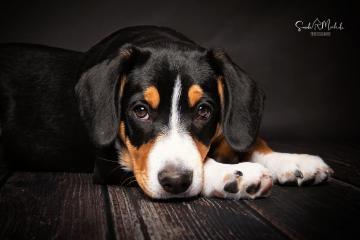 images/HundeStudio/thumbs/DSC_3511.jpg