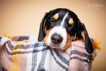 images/HundeStudio/thumbs/DSC_3512.jpg
