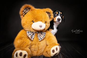 images/HundeStudio/thumbs/DSC_3513.jpg