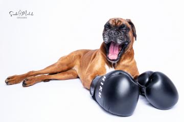 images/HundeStudio/thumbs/DSC_3515.jpg