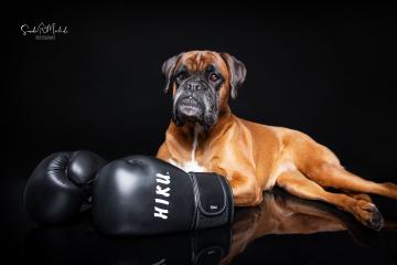 images/HundeStudio/thumbs/DSC_3517.jpg
