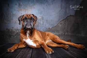 images/HundeStudio/thumbs/DSC_3518.jpg
