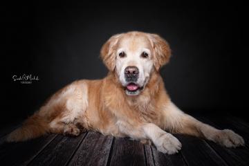 images/HundeStudio/thumbs/DSC_3521.jpg