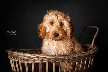 images/HundeStudio/thumbs/DSC_3523.jpg