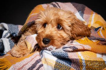 images/HundeStudio/thumbs/DSC_3525.jpg