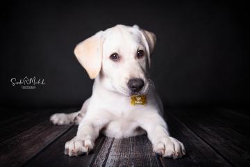 images/HundeStudio/thumbs/DSC_3526.jpg