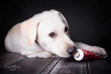images/HundeStudio/thumbs/DSC_3527.jpg