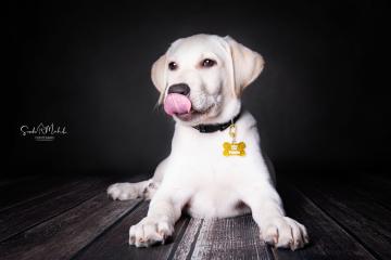 images/HundeStudio/thumbs/DSC_3528.jpg