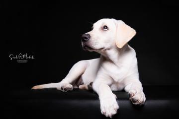 images/HundeStudio/thumbs/DSC_3529.jpg