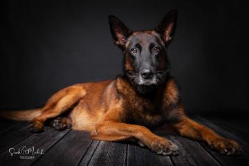 images/HundeStudio/thumbs/DSC_3530.jpg