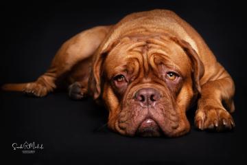images/HundeStudio/thumbs/DSC_3532.jpg