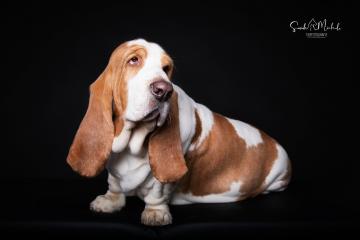 images/HundeStudio/thumbs/DSC_3533.jpg