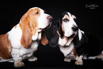images/HundeStudio/thumbs/DSC_3536.jpg