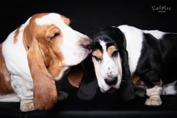 images/HundeStudio/thumbs/DSC_3537.jpg