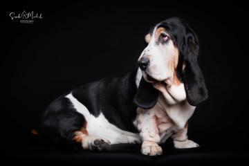 images/HundeStudio/thumbs/DSC_3539.jpg