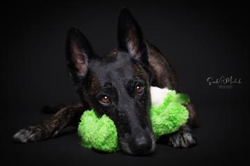 images/HundeStudio/thumbs/DSC_3543.jpg